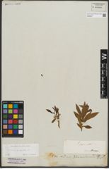 Foto von Salix purpurea L.